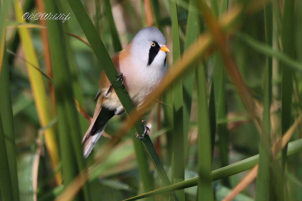 Bearded Reedling - ML642920314