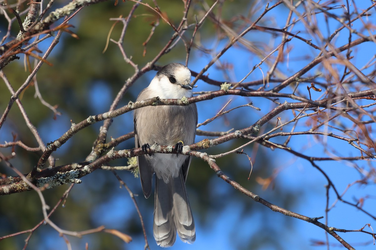 Canada Jay (Boreal) - ML642920315