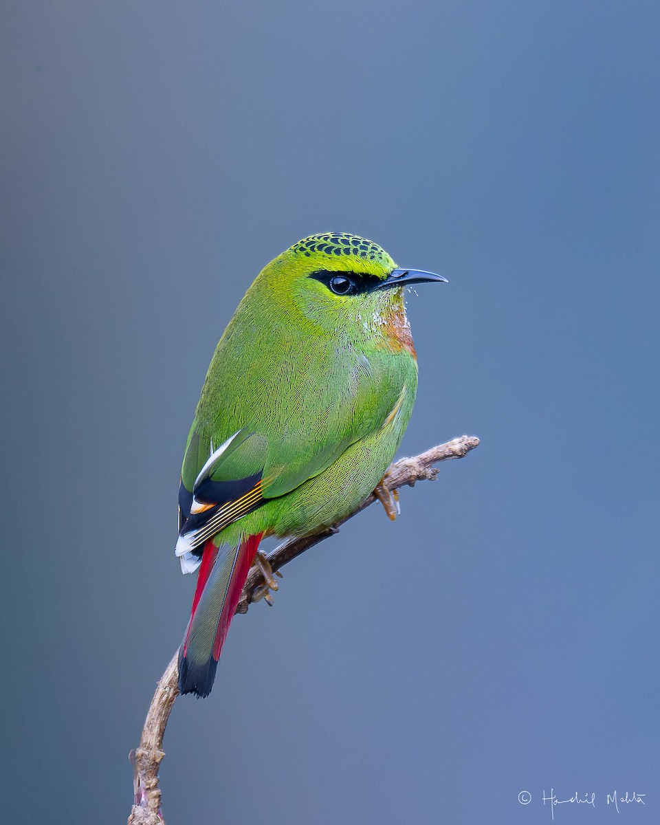 Fire-tailed Myzornis - ML642920327