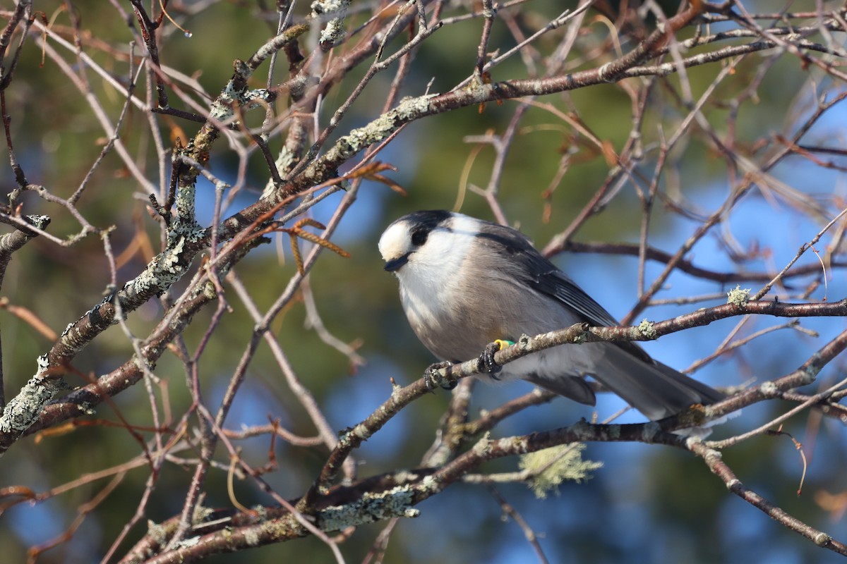 カナダカケス（canadensis グループ） - ML642920330