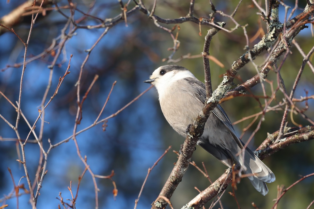 カナダカケス（canadensis グループ） - ML642920354