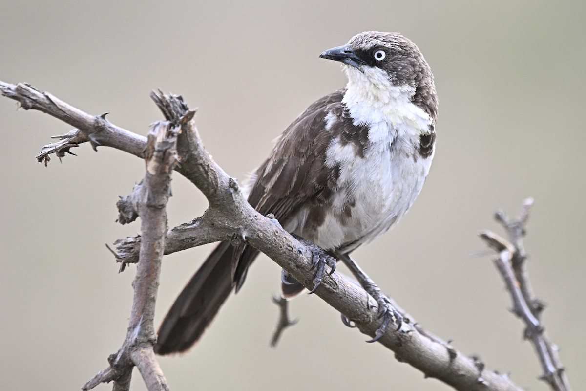 Northern Pied-Babbler - ML642920370