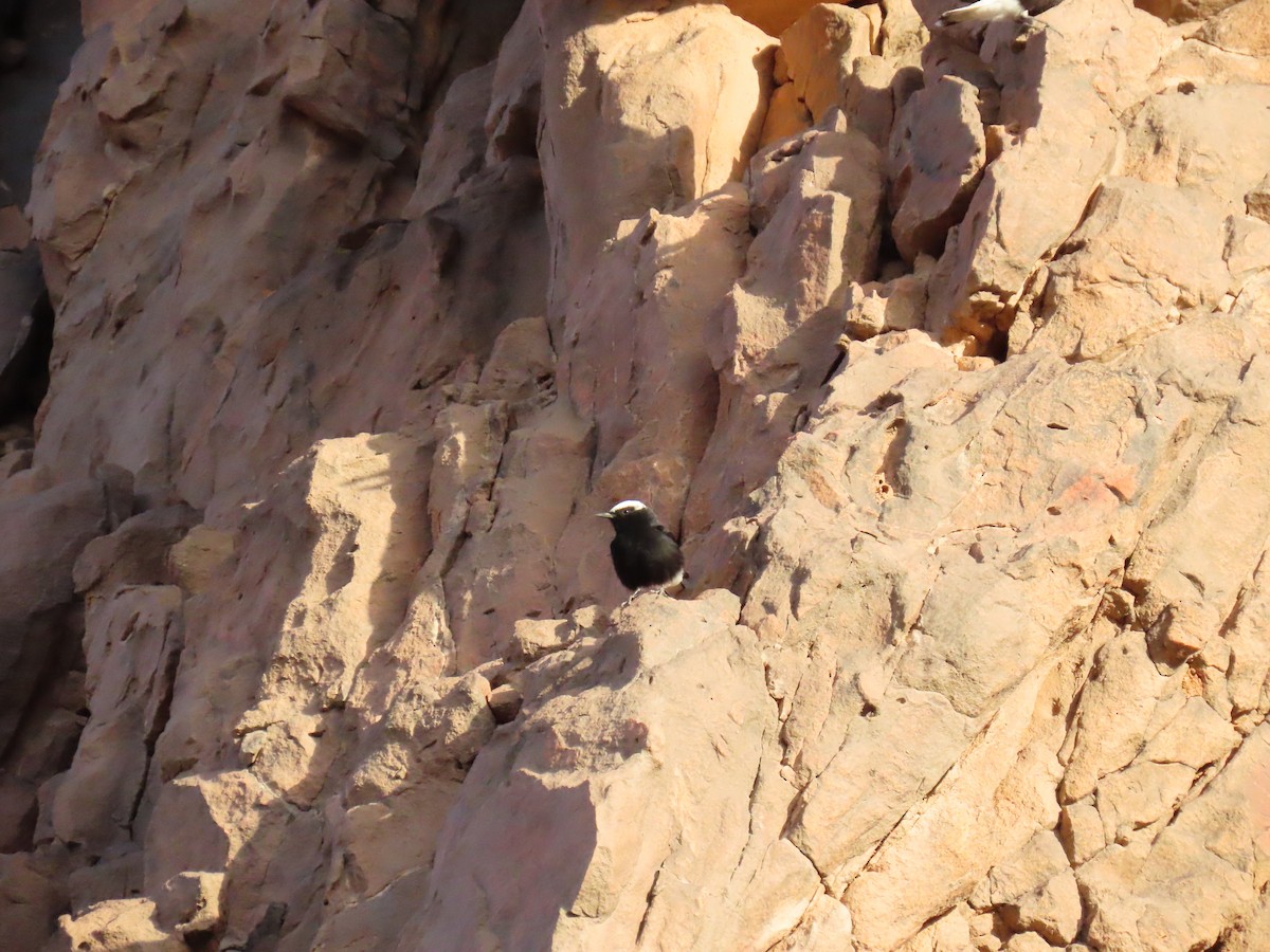 White-crowned Wheatear - ML642920371