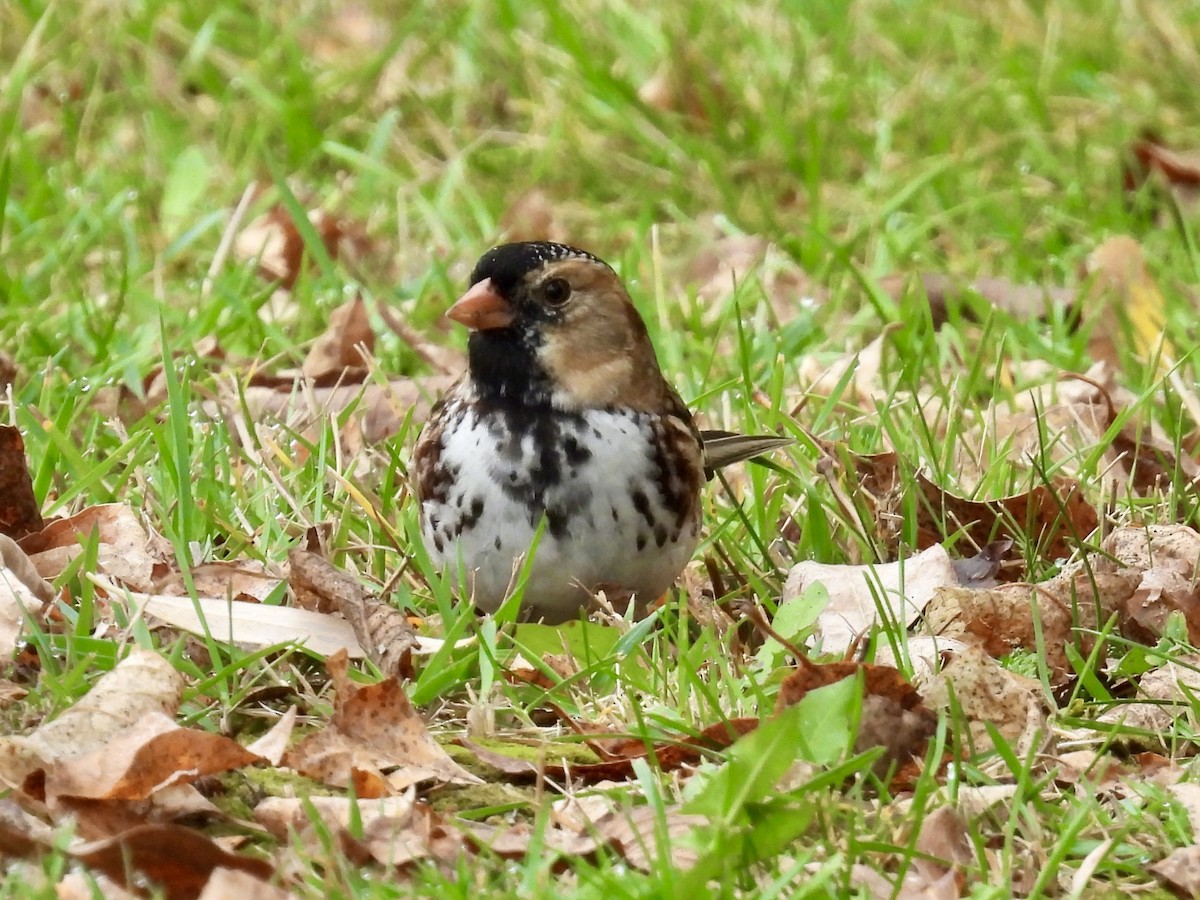 Harris's Sparrow - ML642920380