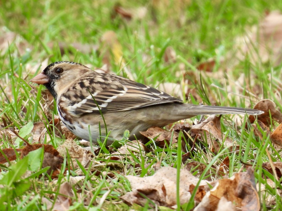 Harris's Sparrow - ML642920381