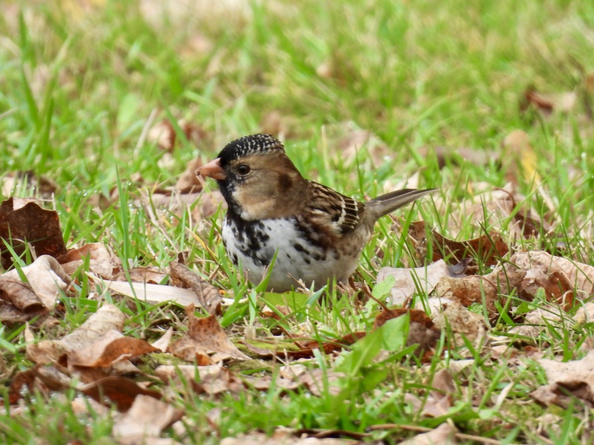 Harris's Sparrow - ML642920382