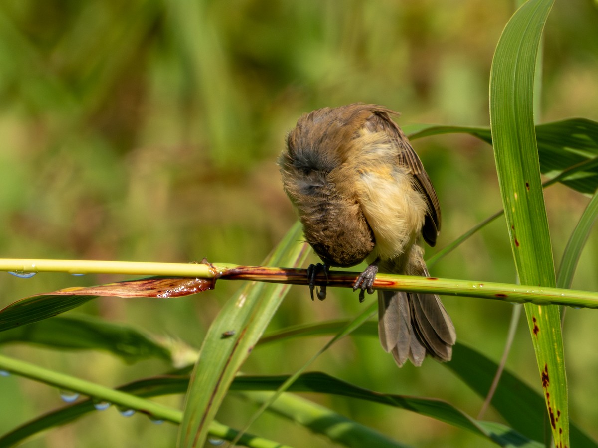 Cinnamon-rumped Seedeater - ML642920391