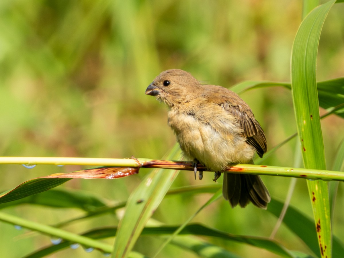 Cinnamon-rumped Seedeater - ML642920394