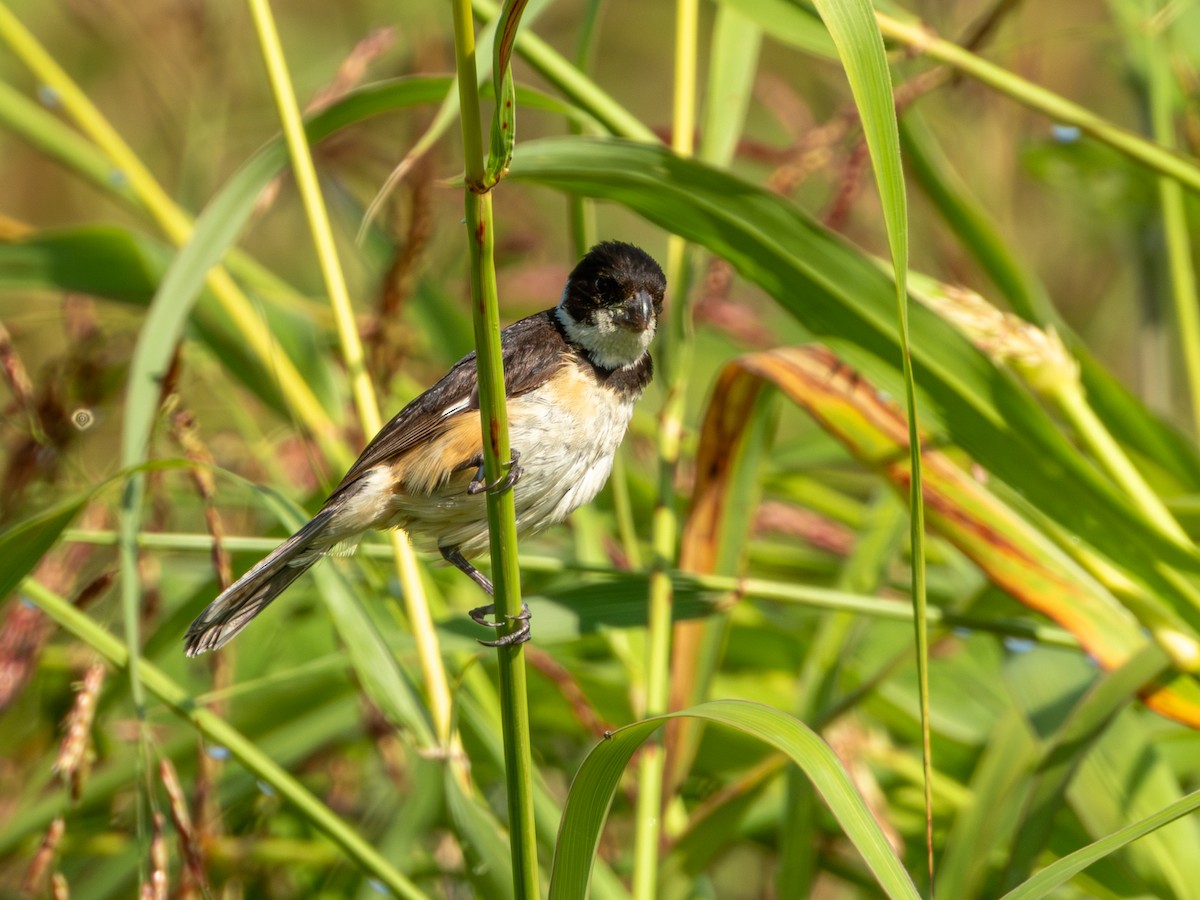 Cinnamon-rumped Seedeater - ML642920397