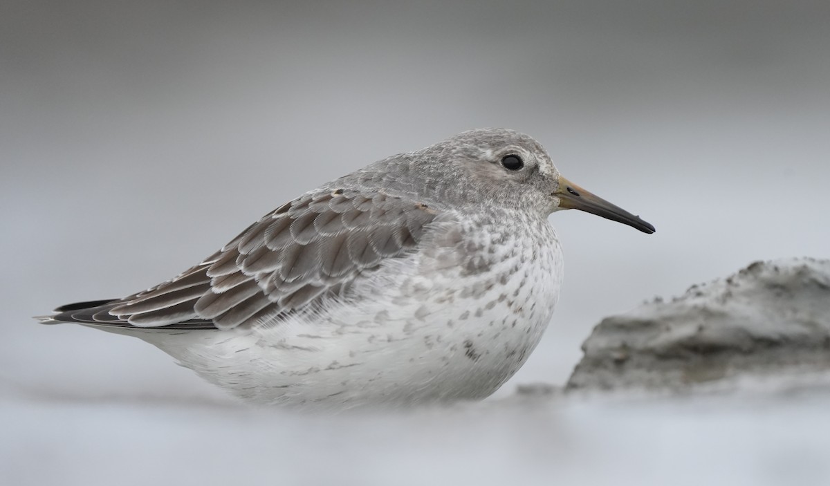 Rock Sandpiper (Pribilof Is.) - ML642920399