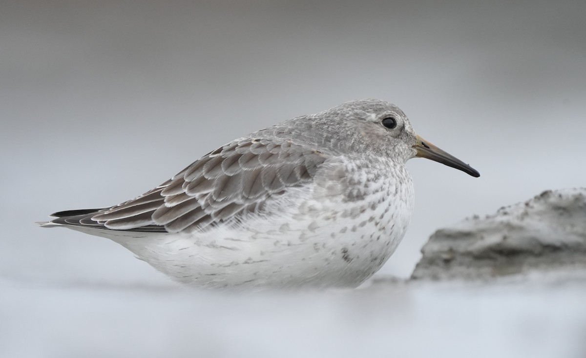 Rock Sandpiper (Pribilof Is.) - ML642920400