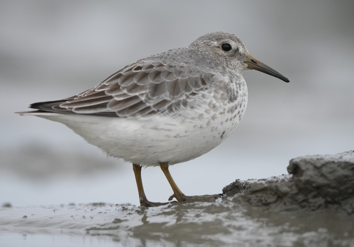 Rock Sandpiper (Pribilof Is.) - ML642920401