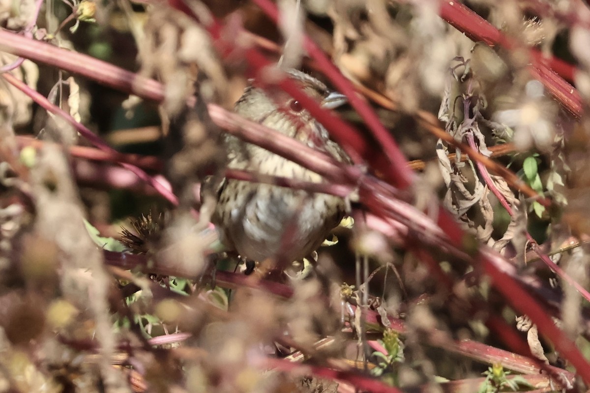 Lincoln's Sparrow - ML642920402