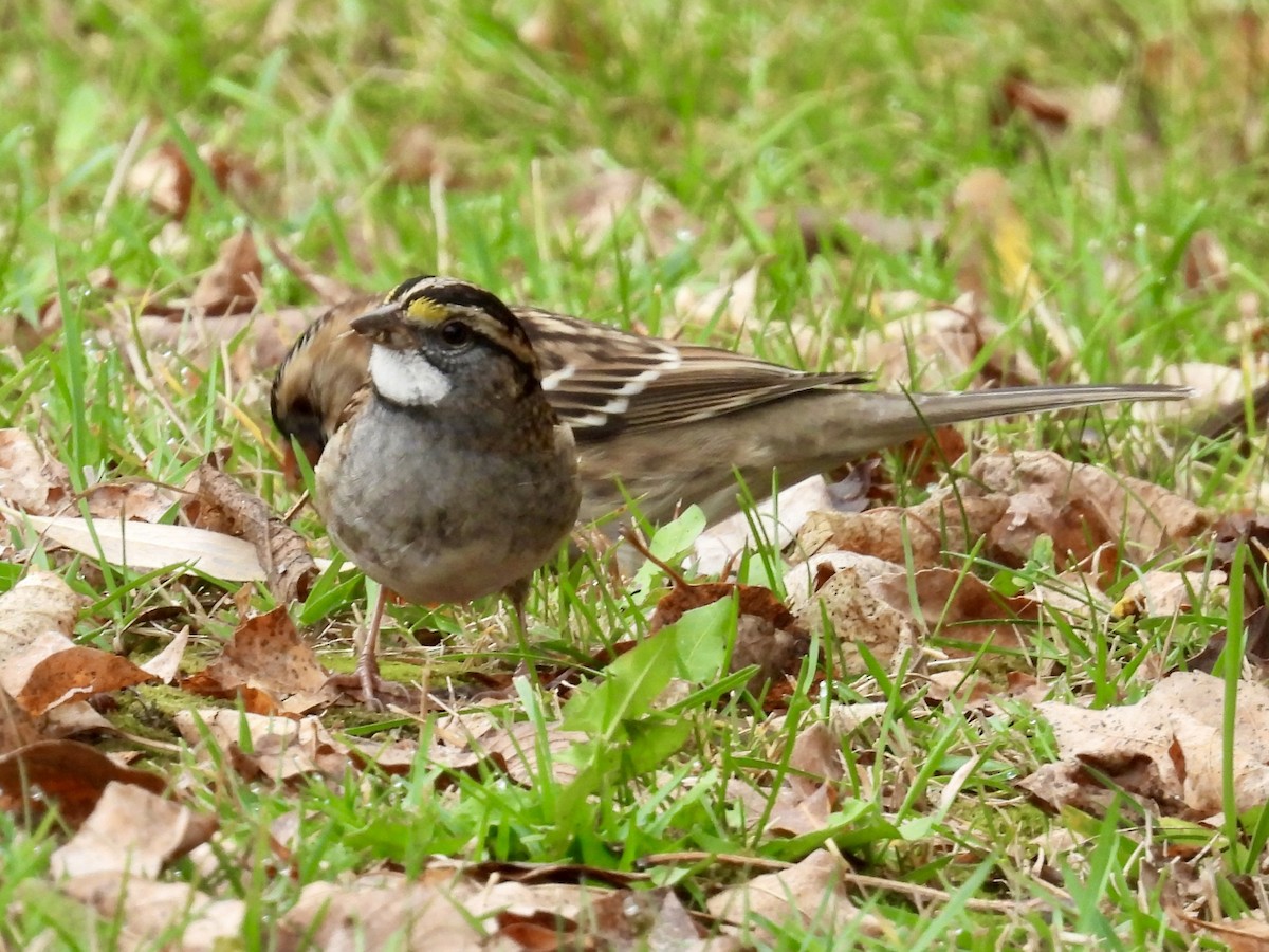 White-throated Sparrow - ML642920403