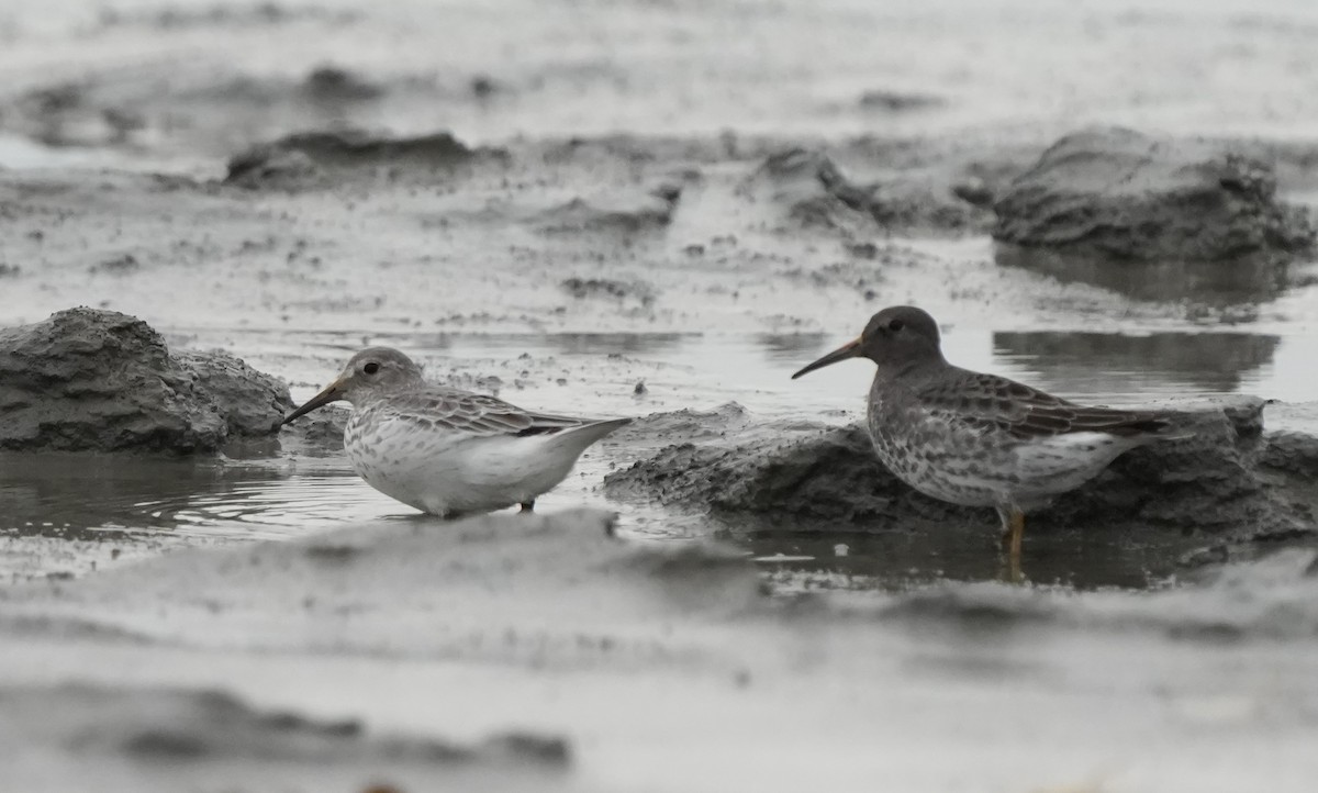 Rock Sandpiper (quarta/tschuktschorum/couesi) - ML642920409
