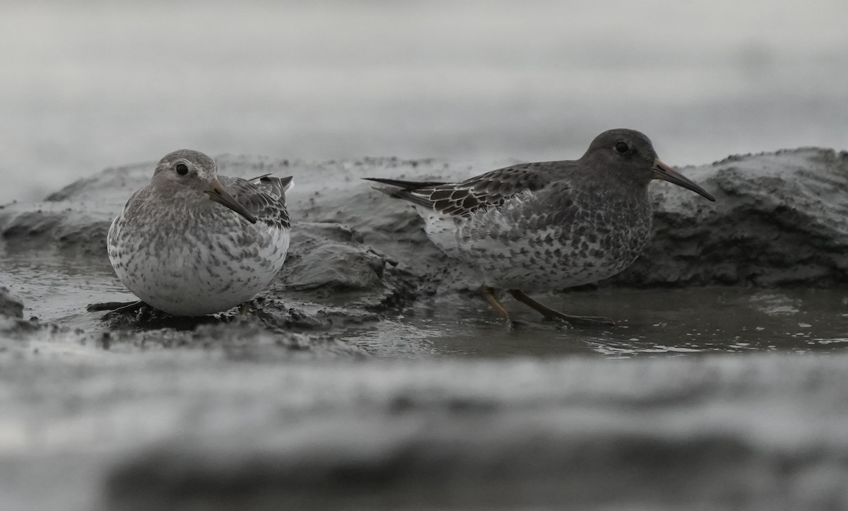 Rock Sandpiper (quarta/tschuktschorum/couesi) - ML642920410