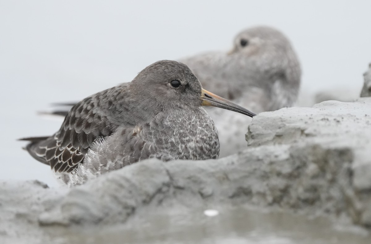 Rock Sandpiper (quarta/tschuktschorum/couesi) - ML642920411