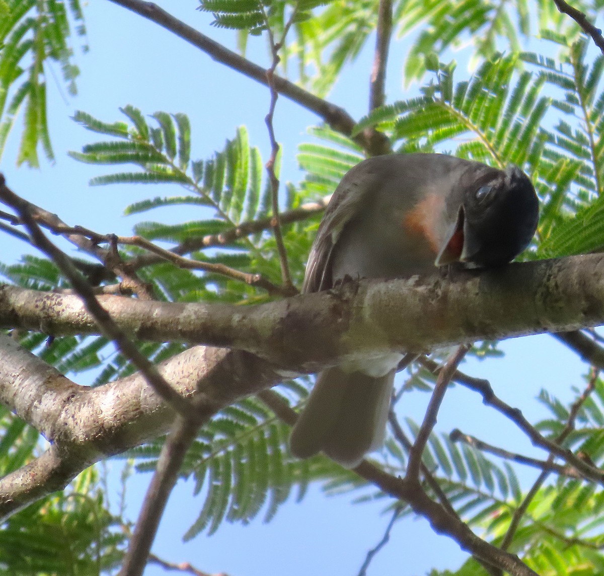 Rose-throated Becard - ML642920420