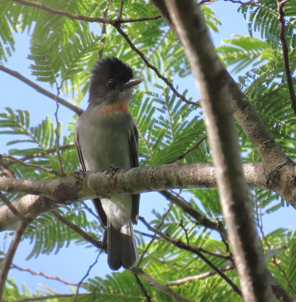 Rose-throated Becard - ML642920421