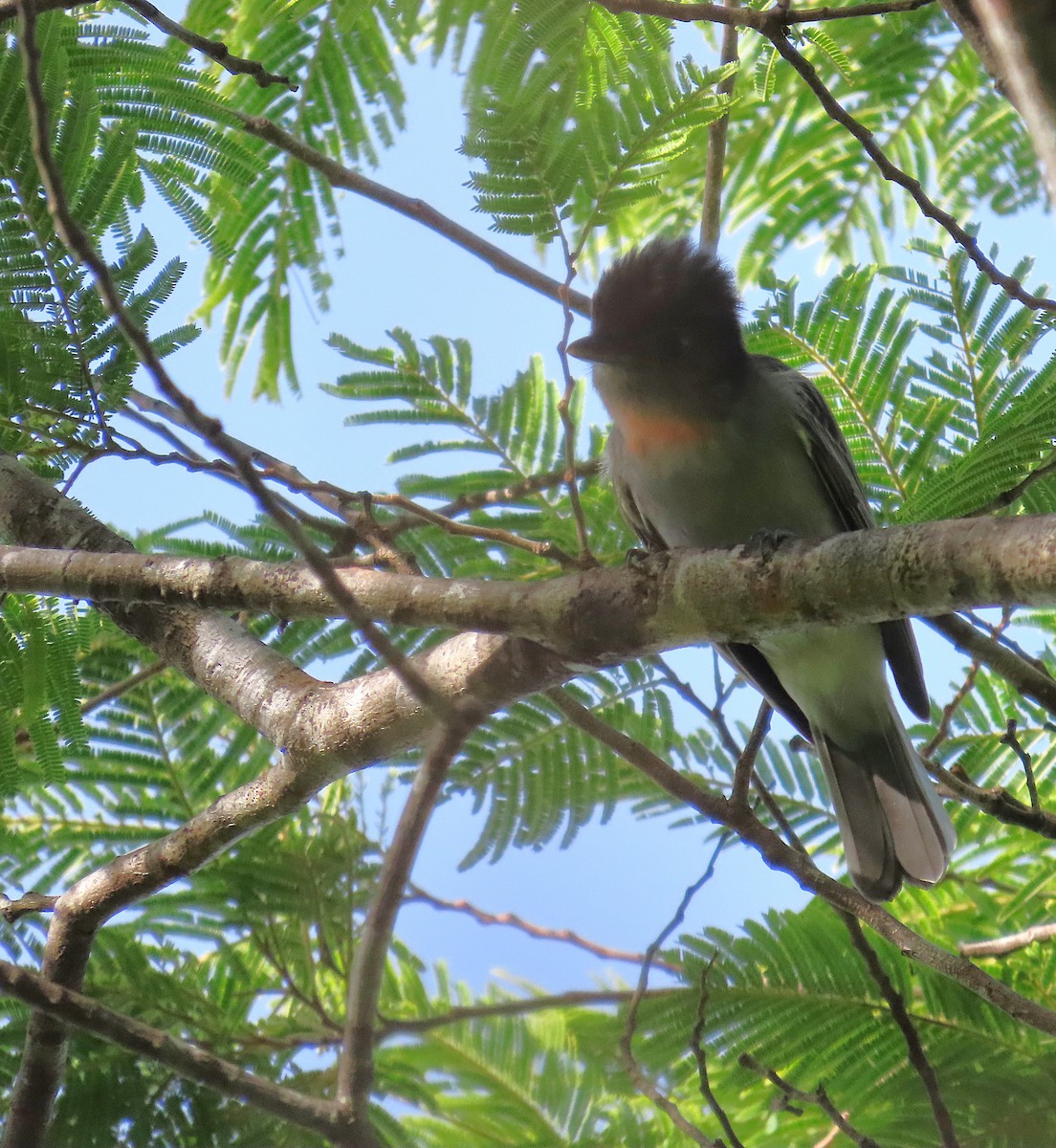 Rose-throated Becard - ML642920422