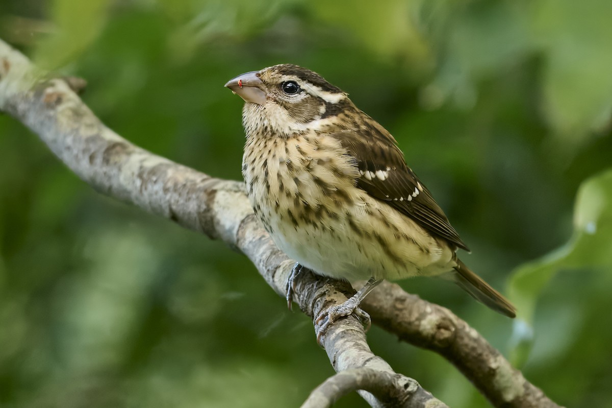 Rose-breasted Grosbeak - ML642920433