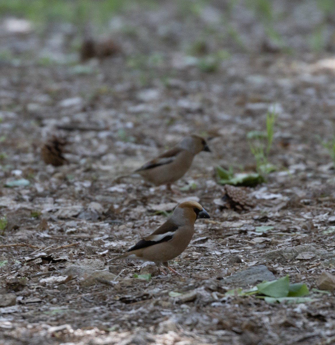 Hawfinch - ML642920436