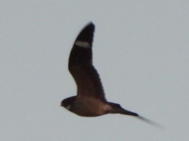 Common Nighthawk - ML642920442