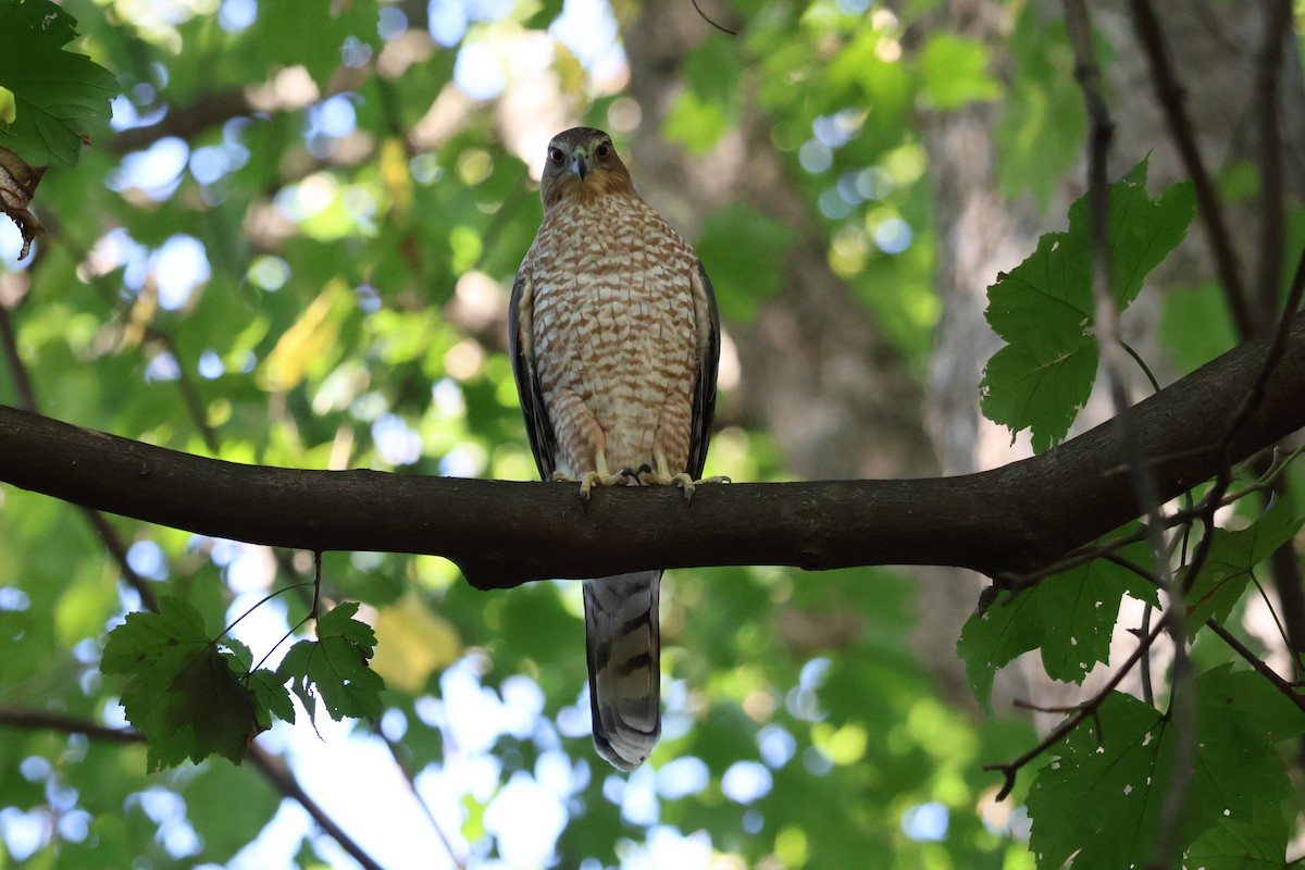 Cooper's Hawk - ML642920450
