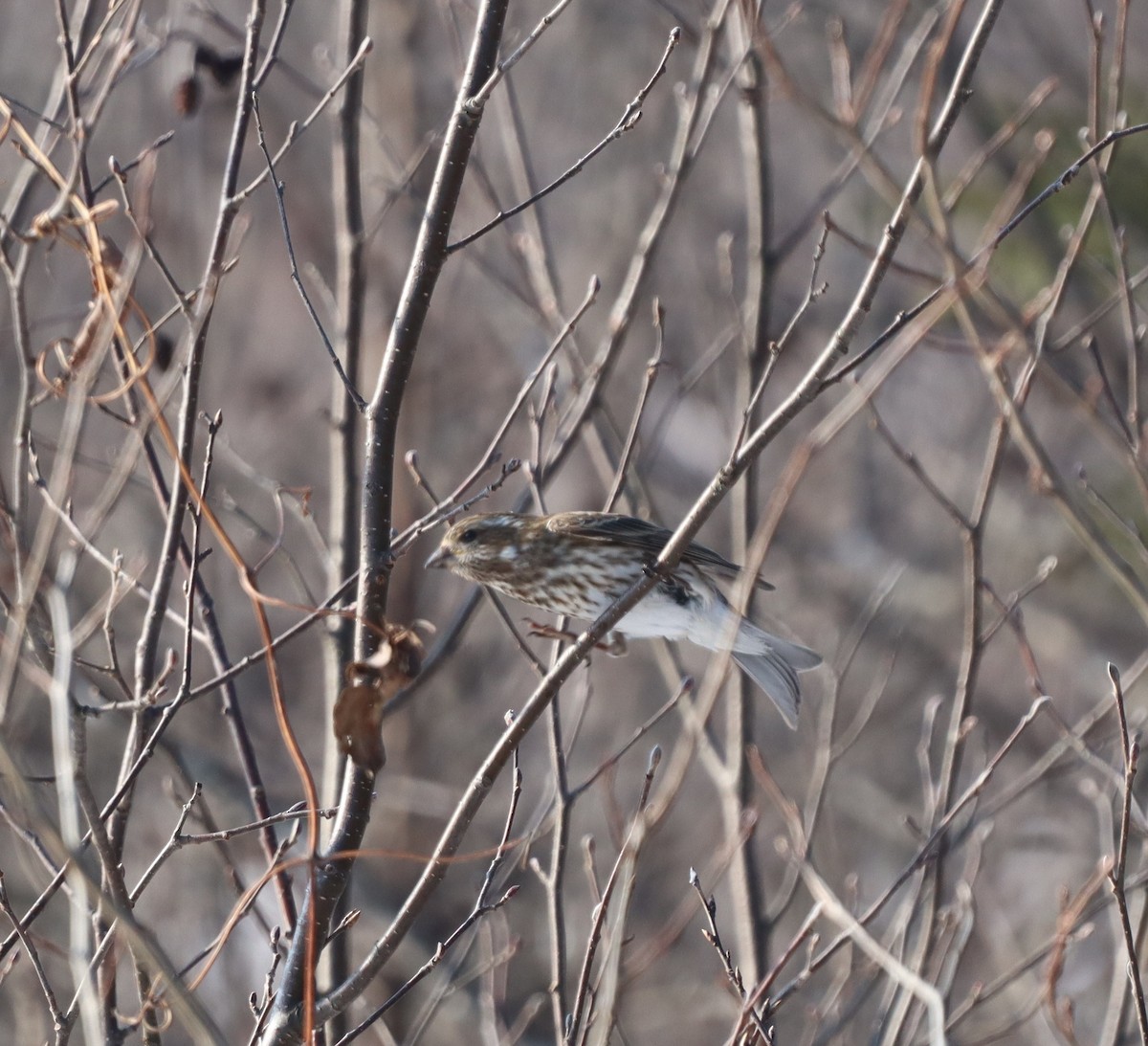Purple Finch - ML642920451