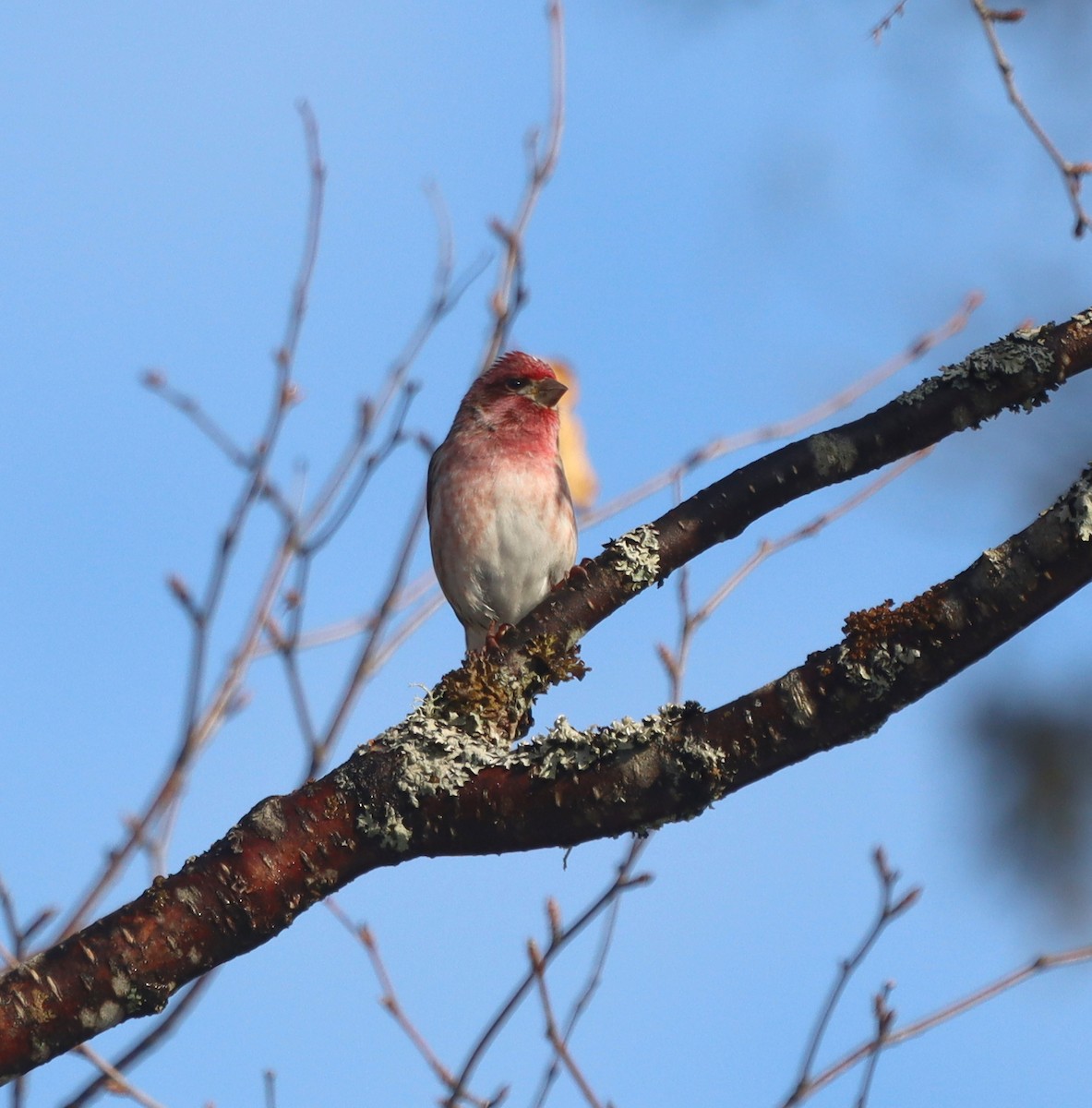 Purple Finch - ML642920466