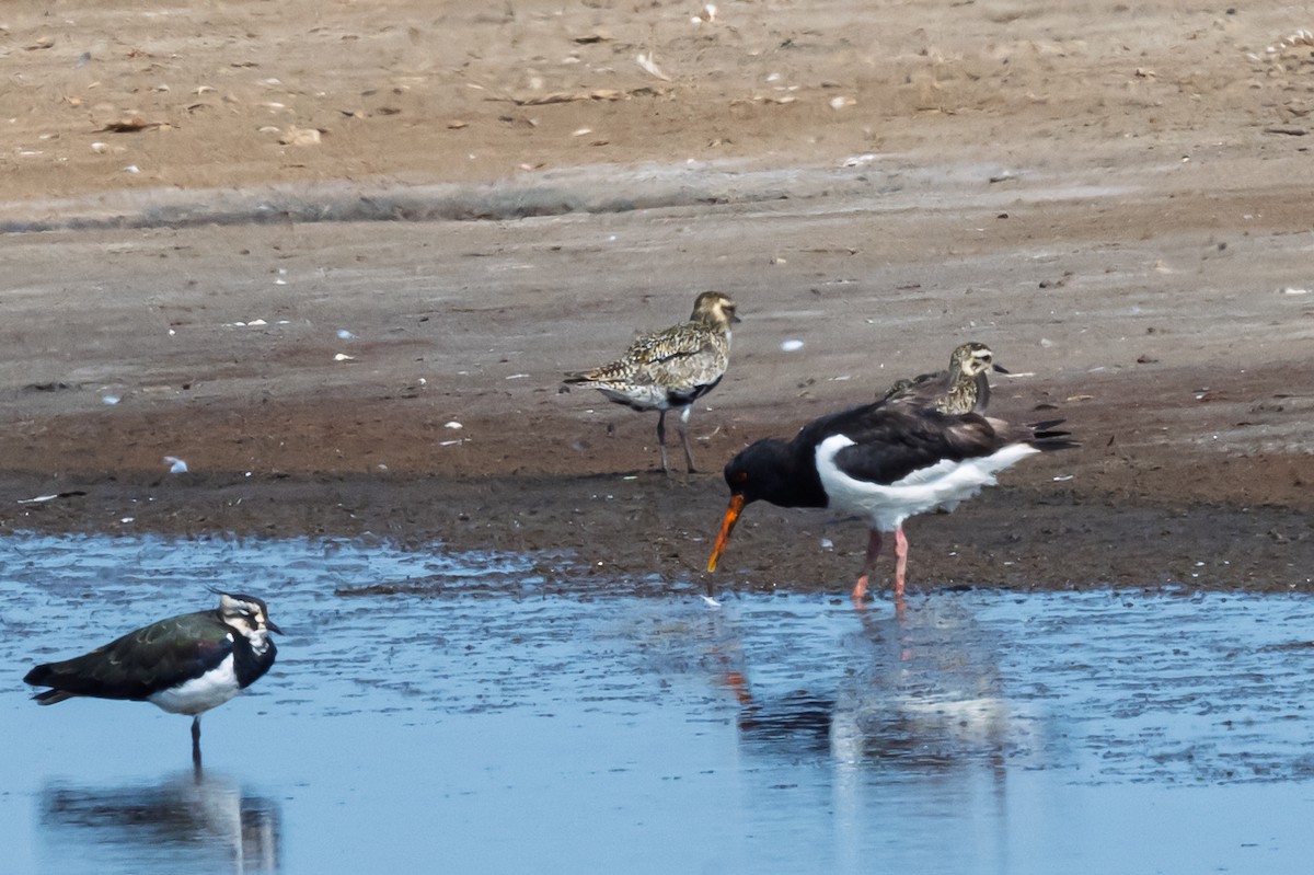 European Golden-Plover - ML642920467