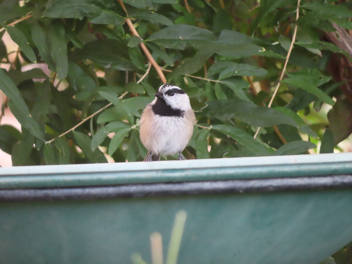 Mountain Chickadee - ML642920473