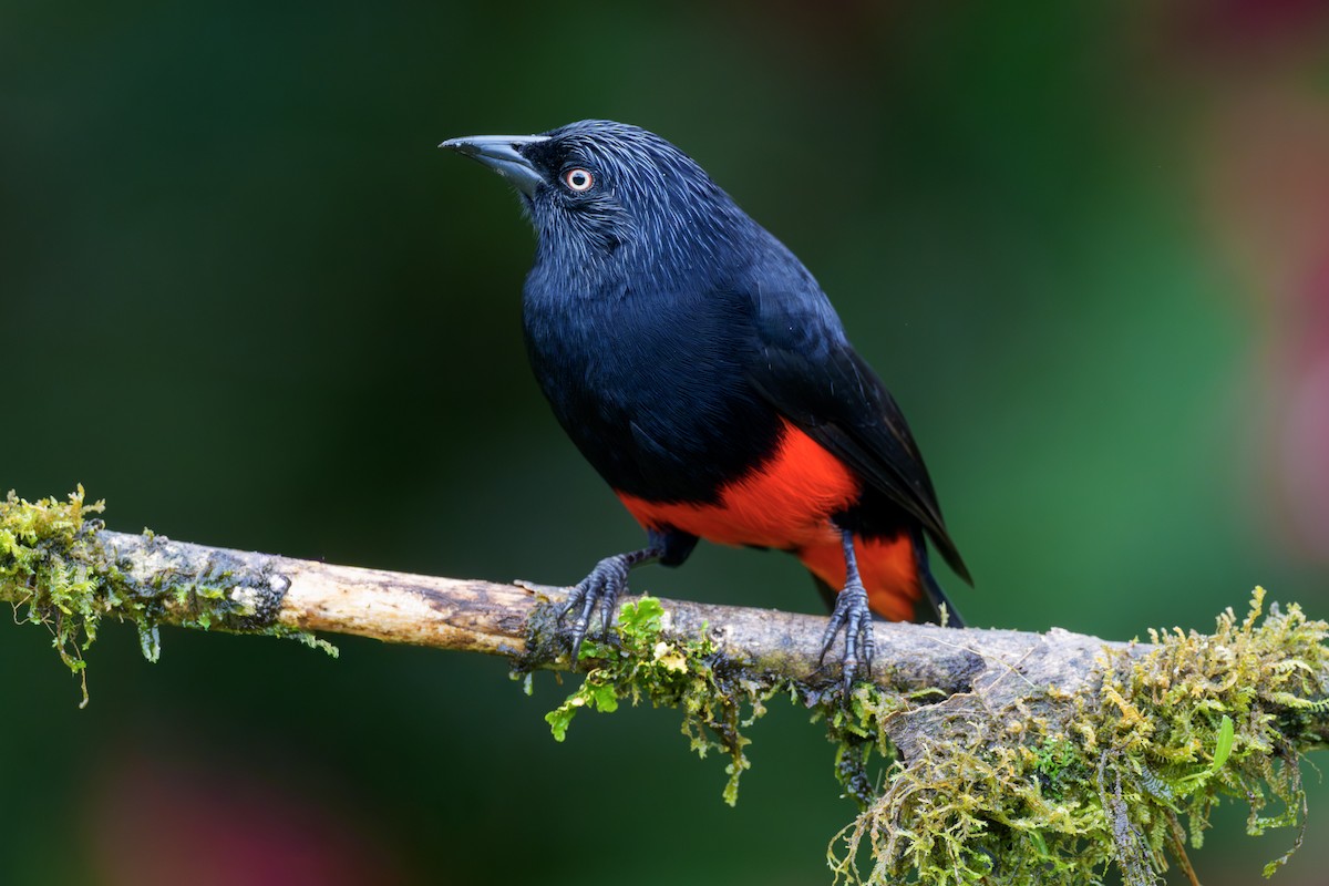 Red-bellied Grackle - ML642920491