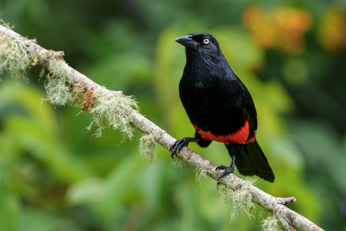 Red-bellied Grackle - ML642920492