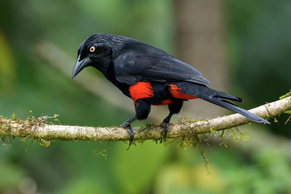 Red-bellied Grackle - ML642920493