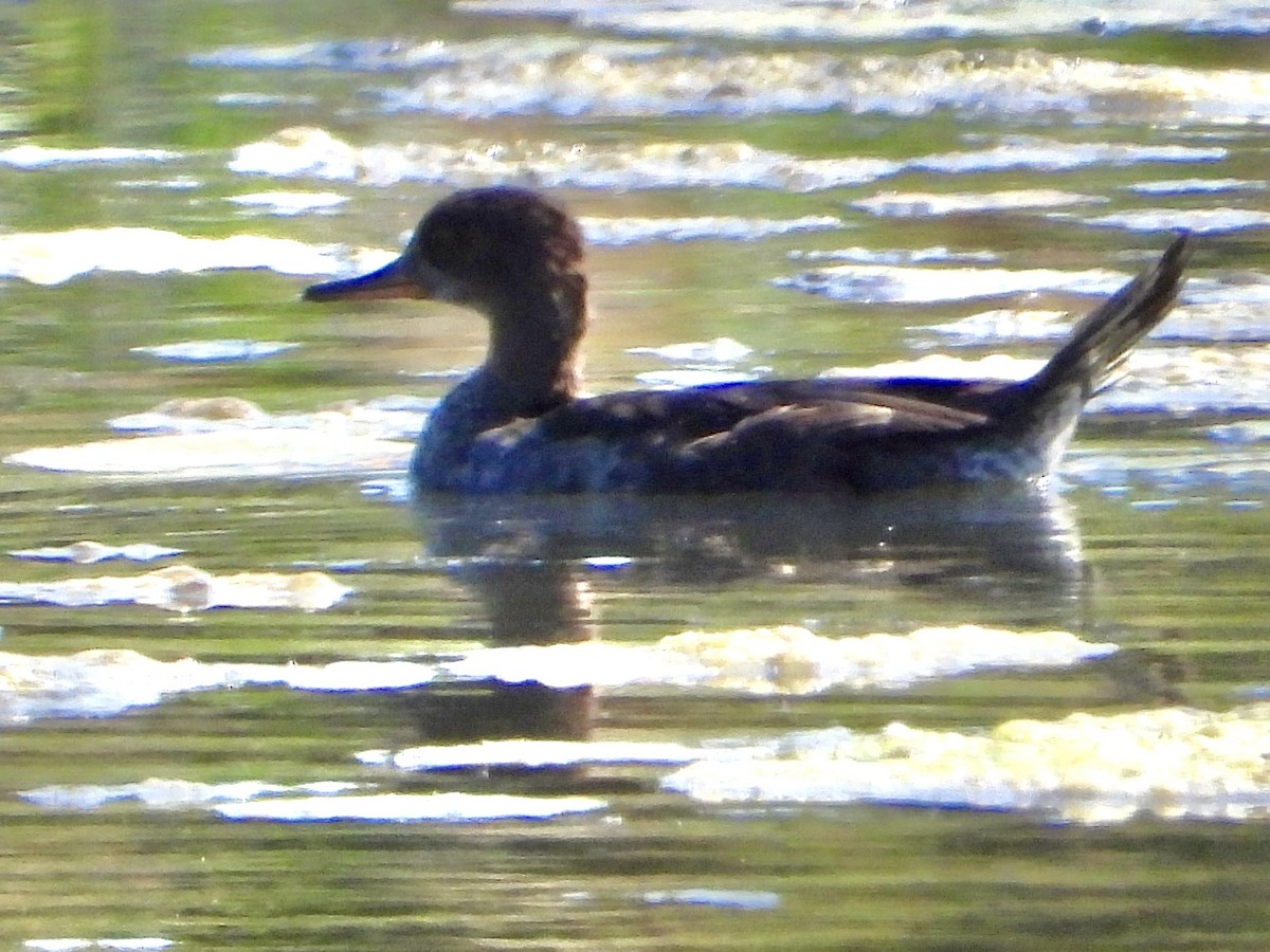 Hooded Merganser - ML642920509