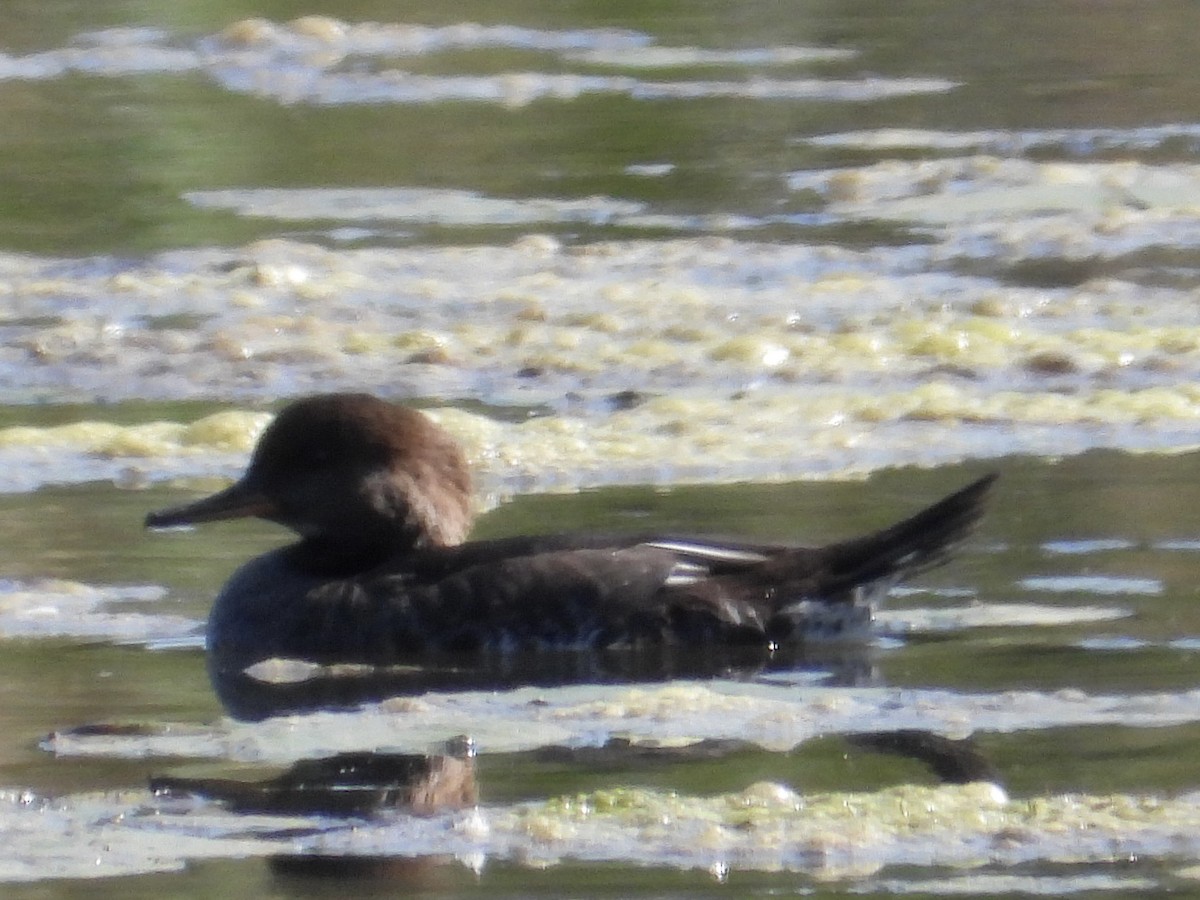 Hooded Merganser - ML642920510