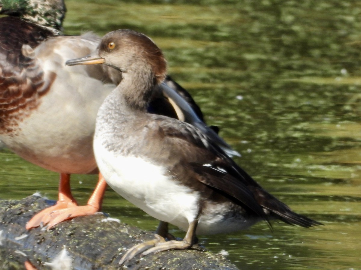 Hooded Merganser - ML642920511