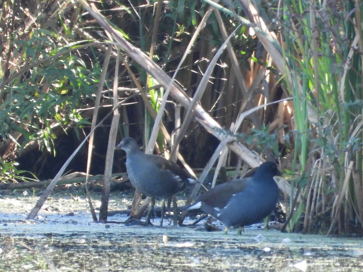 Common Gallinule - ML642920526