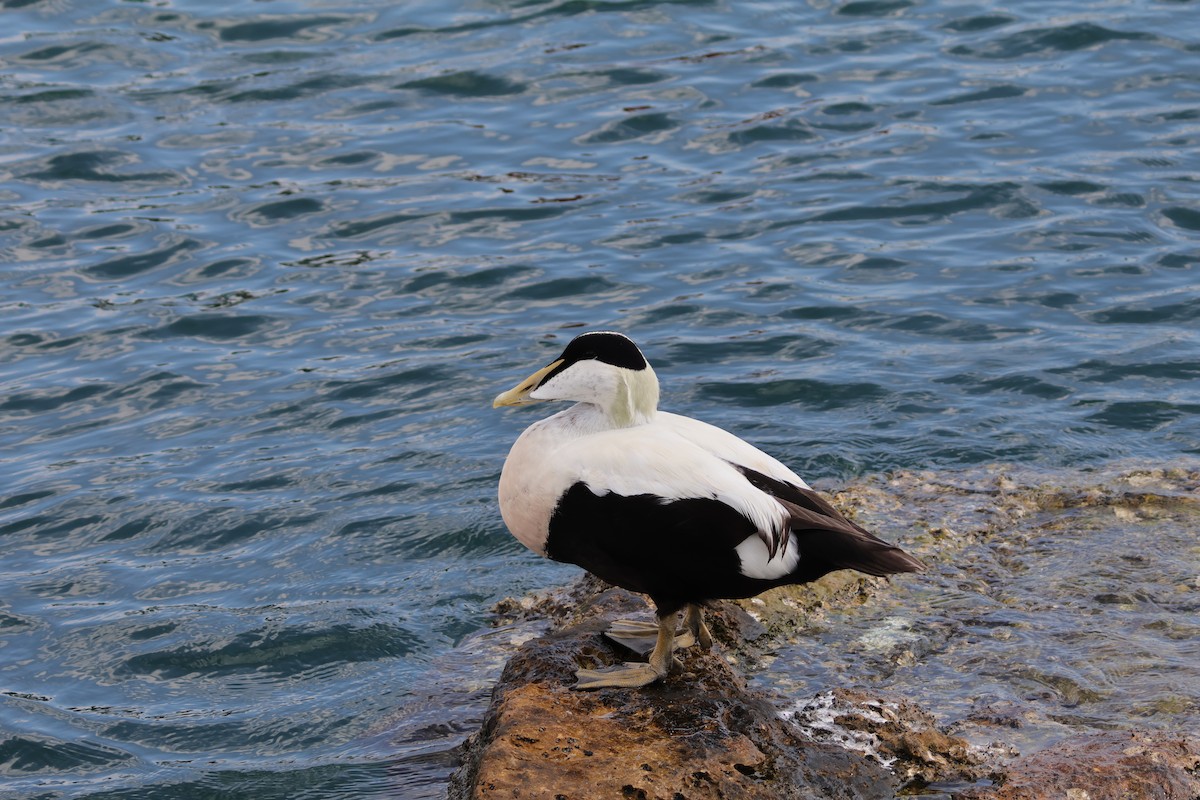 Eider arrunta - ML642920529