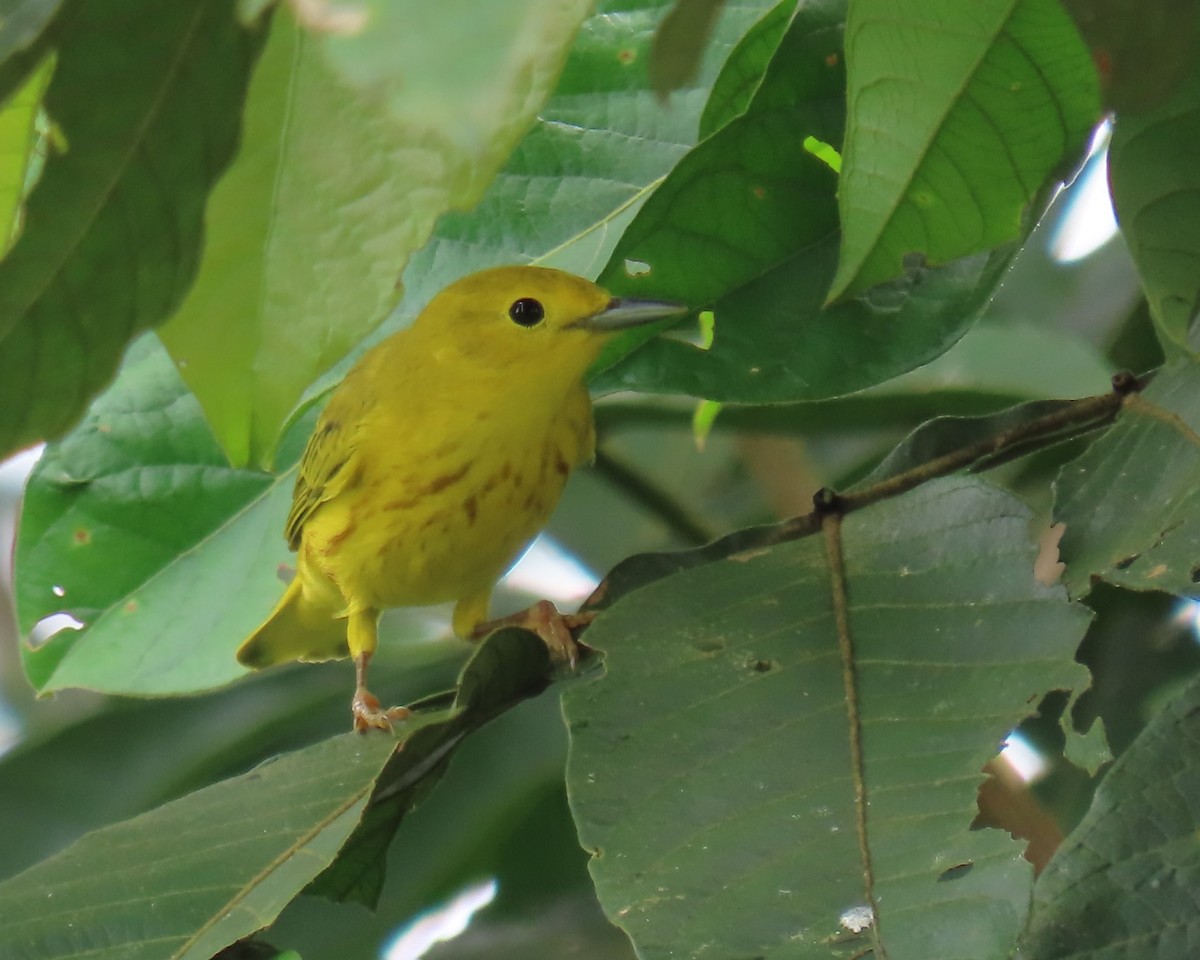 Yellow Warbler - ML642920571