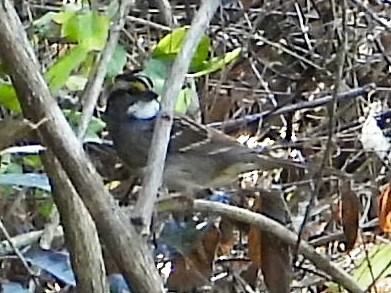 White-throated Sparrow - ML642920579