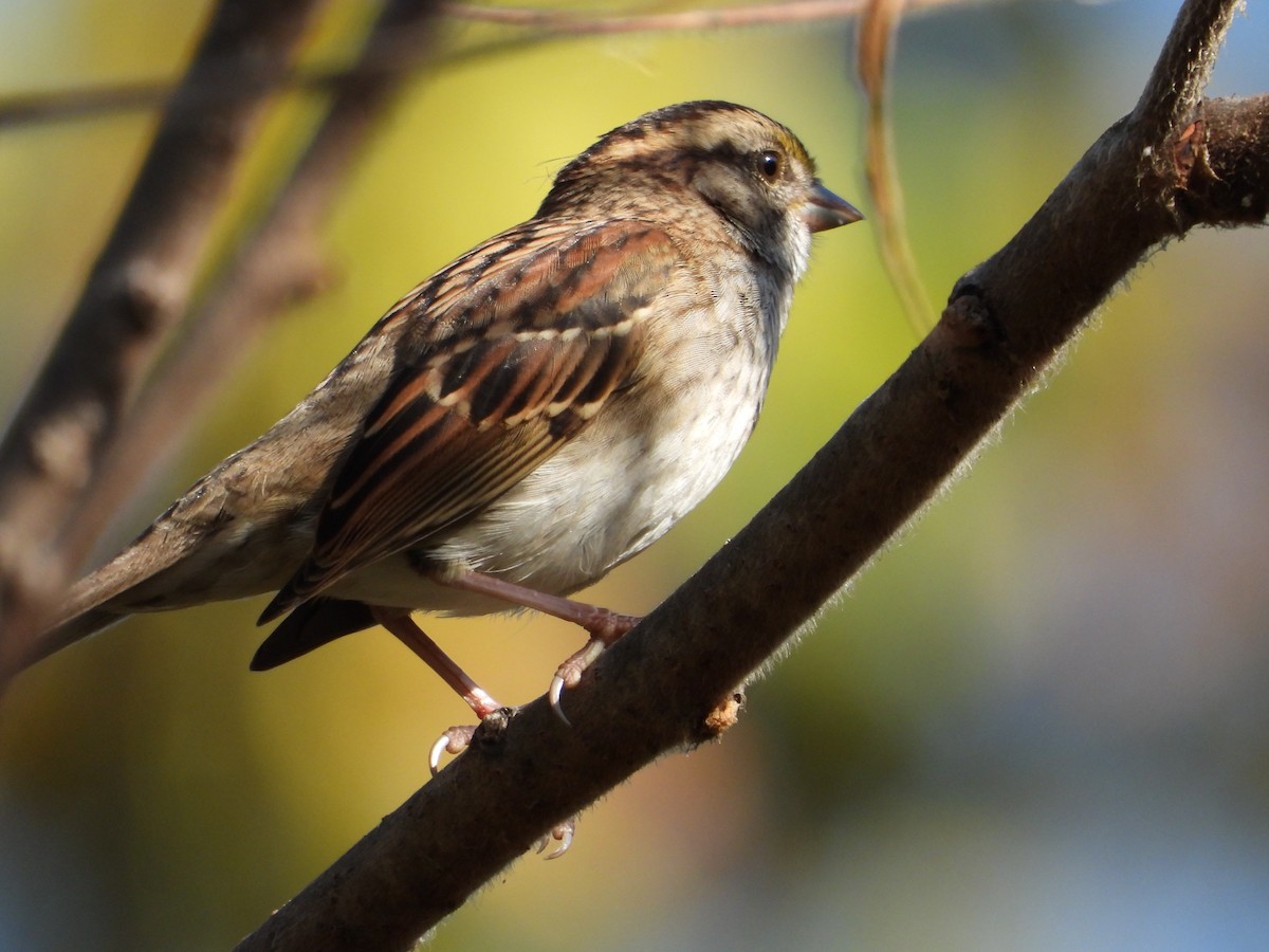 White-throated Sparrow - ML642920581