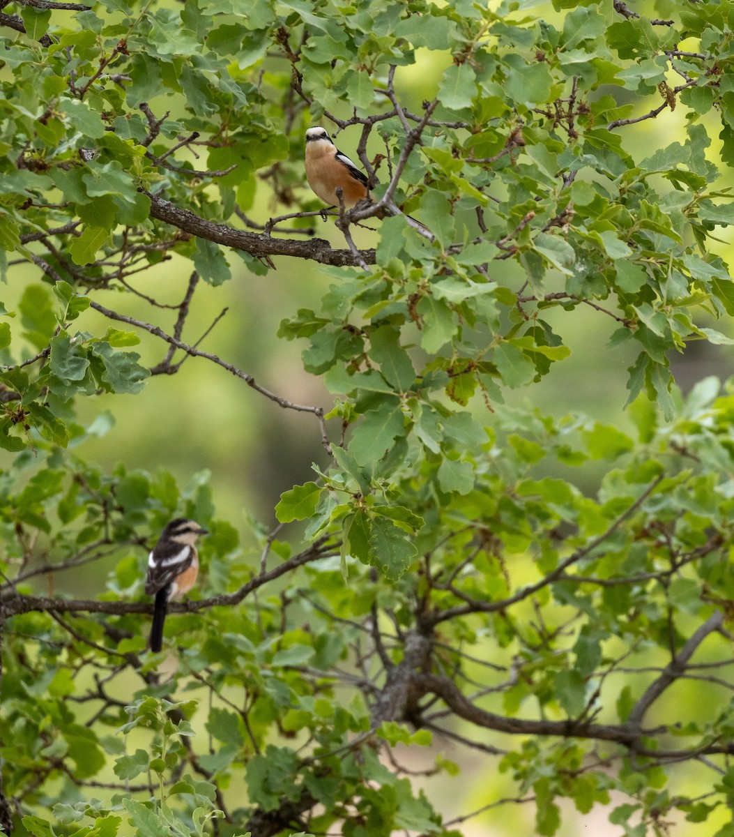 Masked Shrike - ML642920586