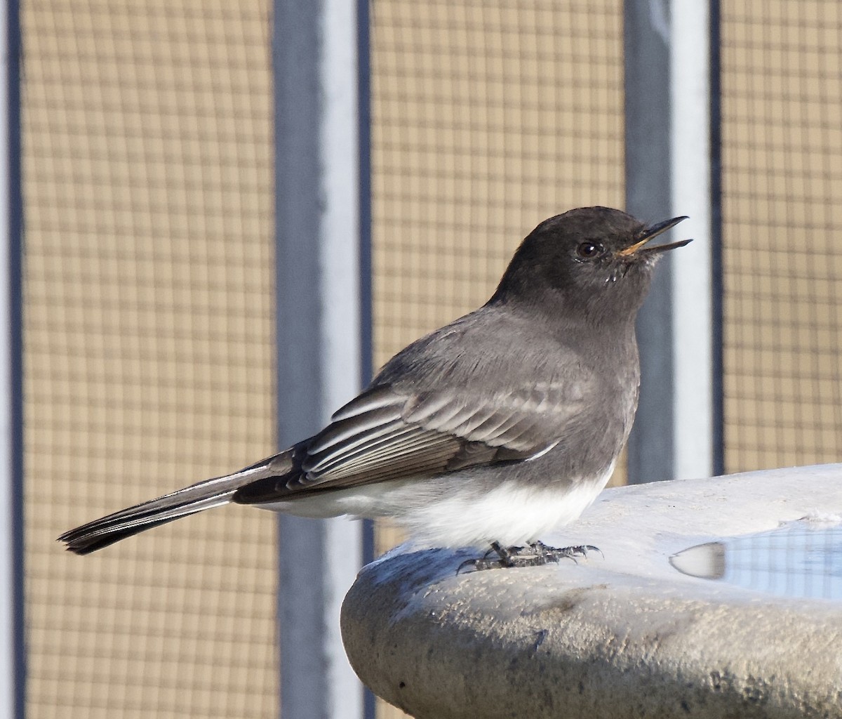 Black Phoebe - ML642920592