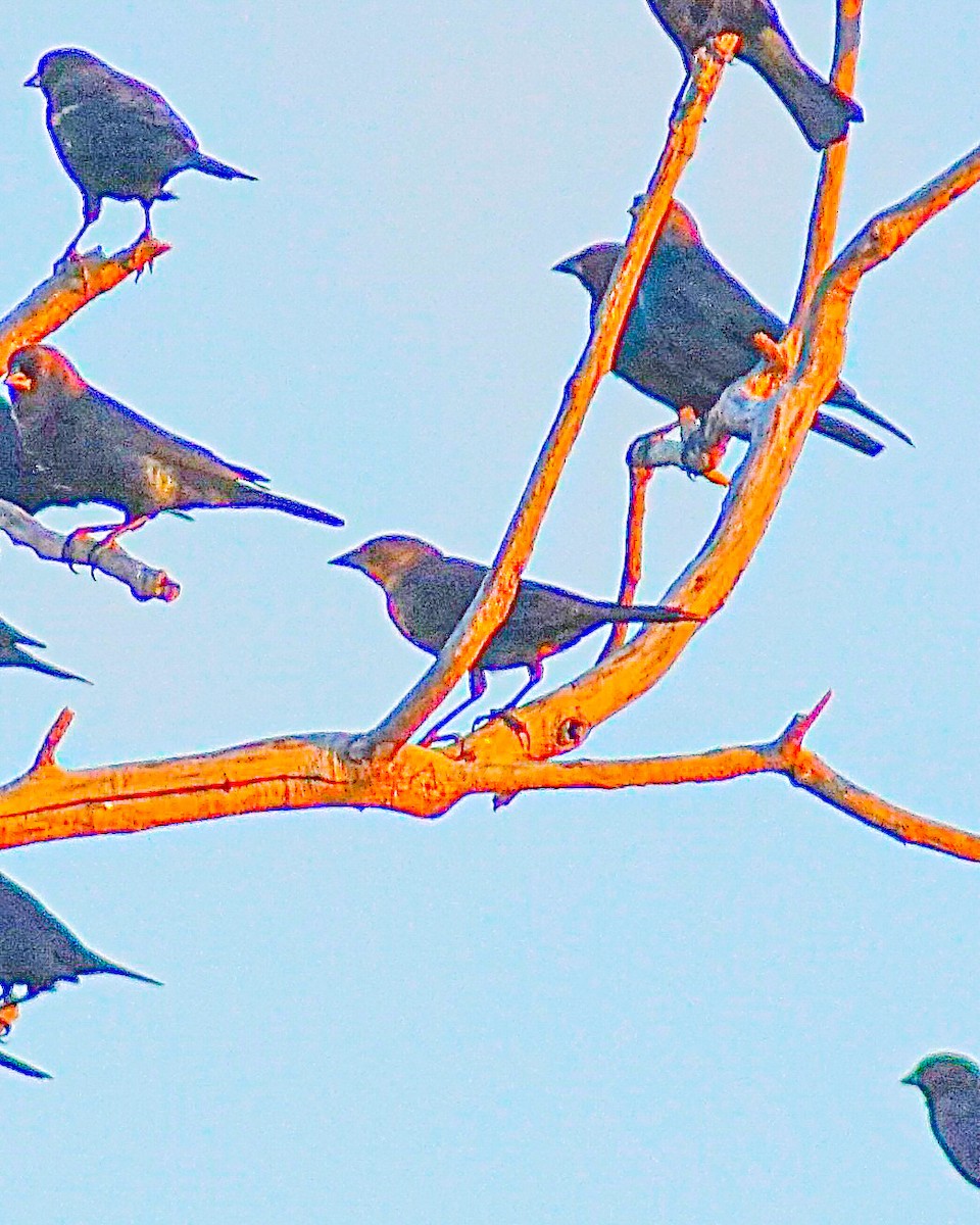 tanımsız Icteridae sp. - ML642920594