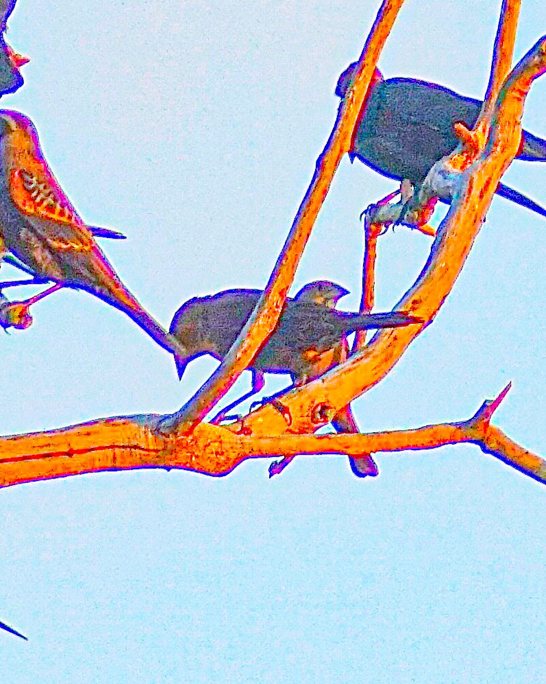 tanımsız Icteridae sp. - ML642920595
