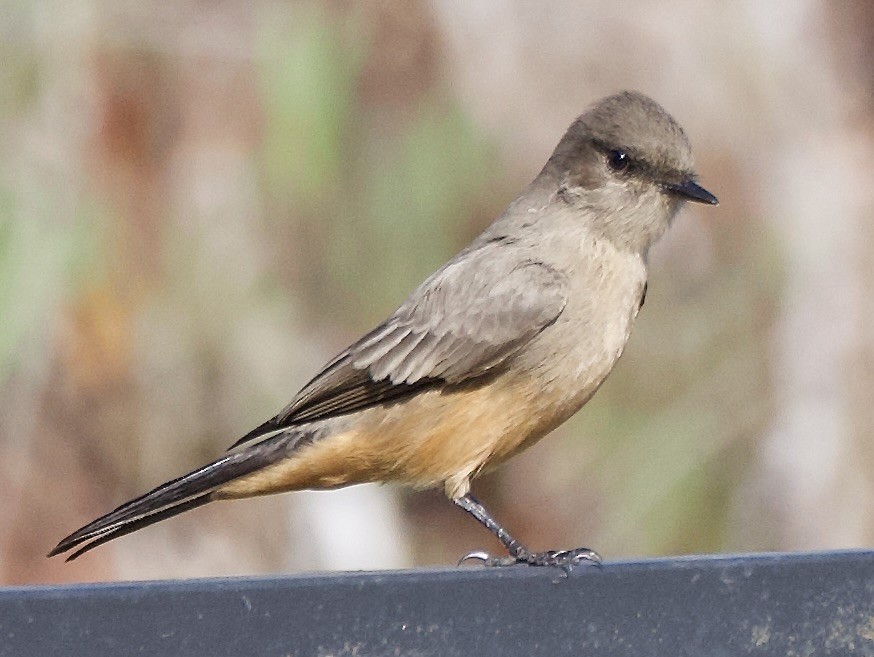 Say's Phoebe - ML642920604