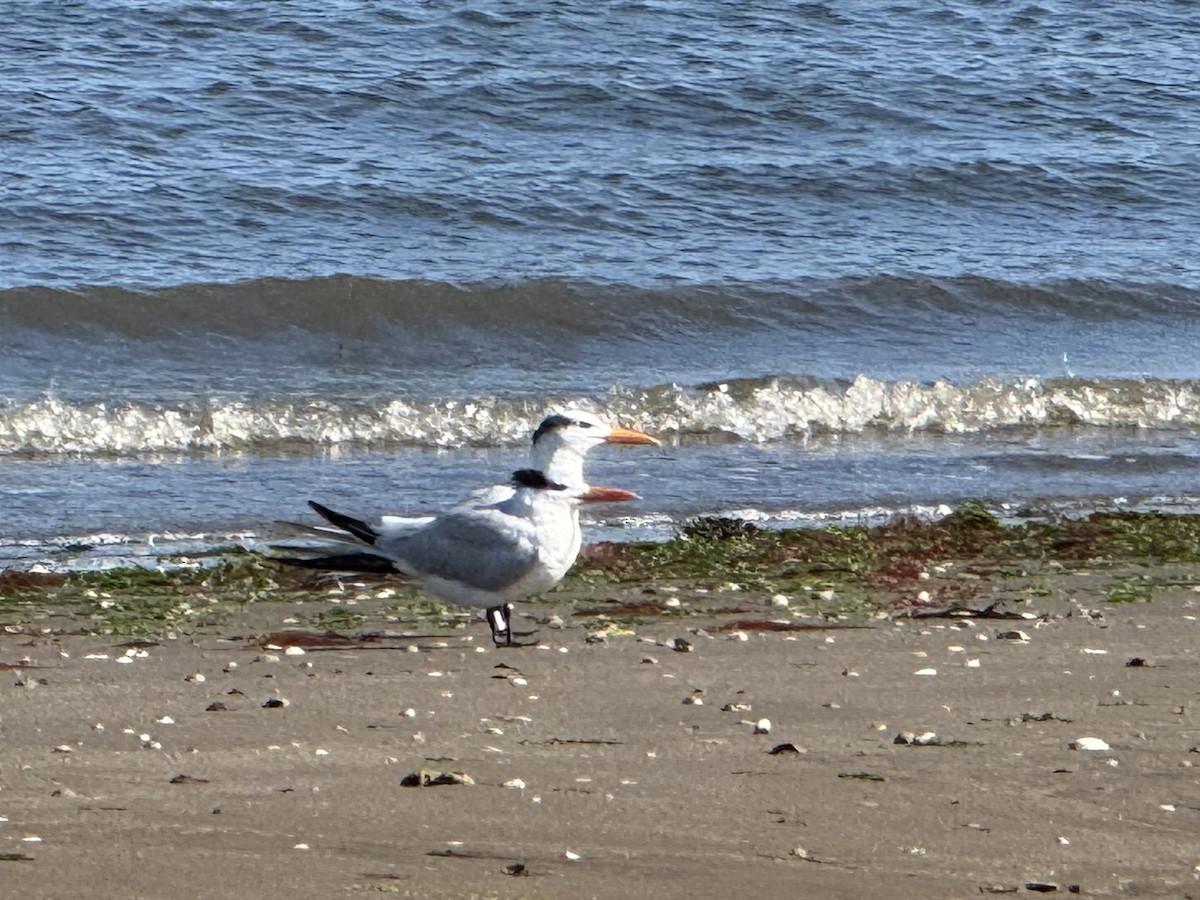 Royal Tern - ML642920613