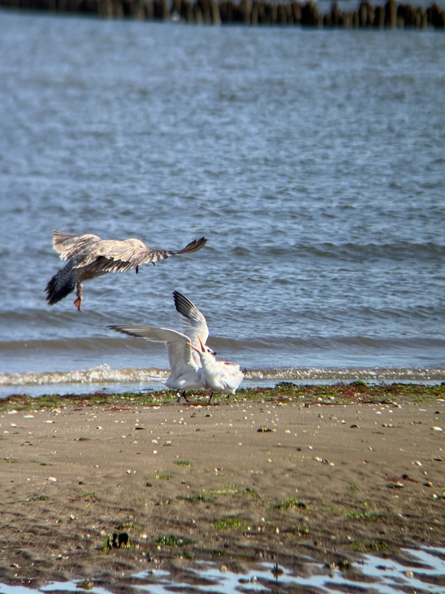 Royal Tern - ML642920614